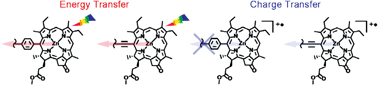 Graphical abstract: Controlling energy and charge transfer in linear chlorophyll dimers