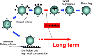 Graphical abstract: Covalently immobilized biosignal molecule materials for tissue engineering