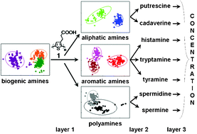Graphical abstract: Multi-layered analyses using directed partitioning to identify and discriminate between biogenic amines