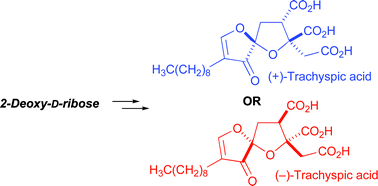 Graphical abstract: Enantiospecific synthesis of the heparanase inhibitor (+)-trachyspic acid and stereoisomers from a common precursor