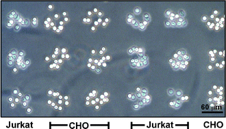 are packed cells prepared how assembled microarrays using Self DNA patterned cellular