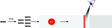 Graphical abstract: One step visual detection of PCR products with gold nanoparticles and a nucleic acid lateral flow (NALF) device