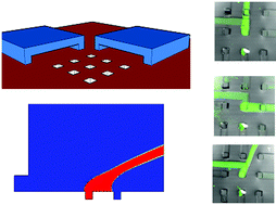 Graphical abstract: Flow characterization of a microfluidic device to selectively and reliably apply reagents to a cellular network