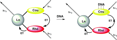Graphical abstract: Near IR-emitting DNA-probes exploiting stepwise energy transfer processes