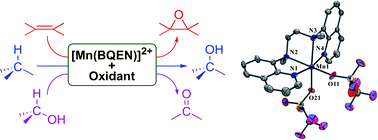 Graphical abstract: A highly efficient non-heme manganese complex in oxygenation reactions