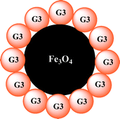 Graphical abstract: Synthesis, characterization, and intracellular uptake of carboxyl-terminated poly(amidoamine) dendrimer-stabilized iron oxide nanoparticles