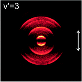 Graphical abstract: Multiphoton dissociation dynamics of BrCl and the BrCl+ cation