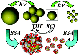 Graphical abstract: Controlled size manipulation of free gold nanoparticles by laser irradiation and their facile bioconjugation