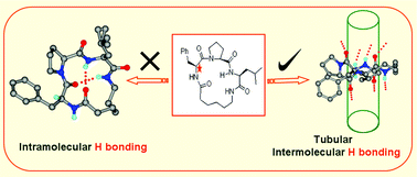 Graphical abstract: Water mediated tube in tetrapeptide cyclo(Phe-Pro-Leu-Aha) trihydrate and crystal structure of cyclo(d-Phe-Pro-Leu-Aha) anhydrate