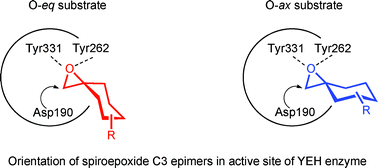 Graphical abstract: Stereochemical preference of yeast epoxide hydrolase for the O-axial C3 epimers of 1-oxaspiro[2.5]octanes