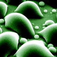 Graphical abstract: On the suitability of carbon nanotube forests as non-stick surfaces for nanomanipulation