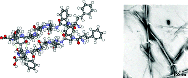 Graphical abstract: Fibrillisation of hydrophobically modified amyloid peptide fragments in an organic solvent