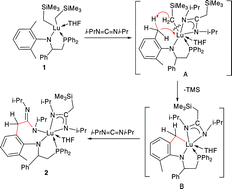 Graphical abstract: C–H activation motivated by N,N′-diisopropylcarbodiimide within a lutetium complex stabilized by an amino–phosphine ligand