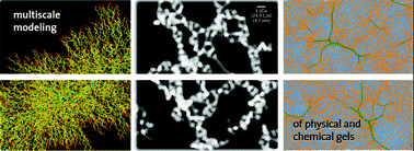 Graphical abstract: Formation of double helical and filamentous structures in models of physical and chemical gels