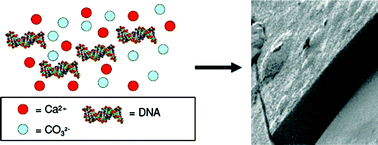 Graphical abstract: Calcium carbonate thin films as biomaterial coatings using DNA as crystallization inhibitor