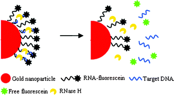 Graphical abstract: Specific and sensitive detection of nucleic acids and RNases using gold nanoparticle–RNA–fluorescent dye conjugates