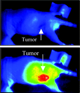 Graphical abstract: Photophysical, electrochemical characteristics and cross-linking of STAT-3 protein by an efficient bifunctional agent for fluorescence image-guided photodynamic therapy
