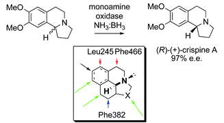 Graphical abstract: A template-based mnemonic for monoamine oxidase (MAO-N) catalyzed reactions and its application to the chemo-enzymatic deracemisation of the alkaloid (±)-crispine A