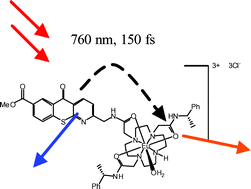 Graphical abstract: Two-photon absorption and photoluminescence of europium based emissive probes for bioactive systems