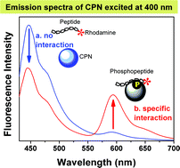 Graphical abstract: Conjugated polymer nanoparticles for biochemical protein kinase assay