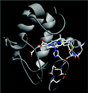 Graphical abstract: Insights into porphyrin chemistry provided by the microperoxidases, the haempeptides derived from cytochrome c