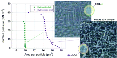 Graphical abstract: Langmuir–Blodgett films of micron-sized organic and inorganic colloids