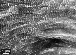 Graphical abstract: Octocoral sclerite ultrastructures and experimental approach to underlying biomineralisation principles