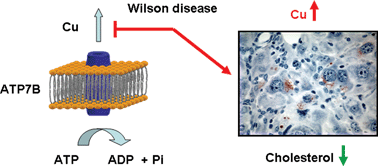 Graphical abstract: Wilson disease: not just a copper disorder. Analysis of a Wilson disease model demonstrates the link between copper and lipid metabolism