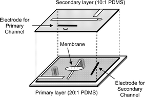 Graphical abstract: Fabrication and evaluation of a 3-dimensional microchip device where carbon microelectrodes individually address channels in the separate fluidic layers
