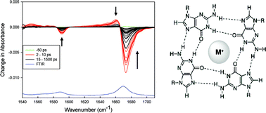 Graphical abstract: Picosecond infrared probing of the vibrational spectra of transients formed upon UV excitation of stacked G-tetrad structures