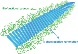 Graphical abstract: Nanostructures of β-sheet peptides: steps towards bioactive functional materials