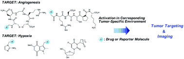 Graphical abstract: Current molecular design of intelligent drugs and imaging probes targeting tumor-specific microenvironments