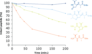 Graphical abstract: Pyrrolidinone-modified di- and tripeptides: highly diastereoselective preparation and investigation of their stability