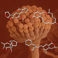 Graphical abstract: Molecular imprinted polymers as synthetic receptors for the analysis of myco- and phyco-toxins