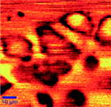 Graphical abstract: Interrogation of living cells using alternating current scanning electrochemical microscopy (AC-SECM)