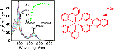 Graphical abstract: Ruthenium(ii) complexes of 6-hydroxydipyrido[3,2-a:2′,3′-c]phenazine: self-association, and concentration-dependent acid–base and DNA-binding properties