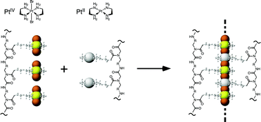 Graphical abstract: A template-directed synthetic approach to halogen-bridged mixed-valence platinum complexes on artificial peptides in solution