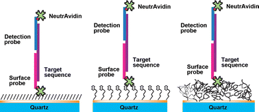 Graphical abstract: Direct acoustic profiling of DNA hybridisation using HSV type 1 viral sequences