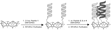 Graphical abstract: The design, synthesis, and characterization of the first cavitand-based de novo hetero-template-assembled synthetic proteins (Hetero-TASPs)