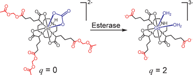 Graphical abstract: An esterase-activated magnetic resonance contrast agent