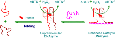 Graphical abstract: Enhanced catalytic DNAzyme for label-free colorimetric detection of DNA