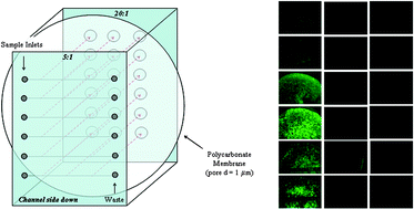 Graphical abstract: Addressing a vascular endothelium array with blood components using underlying microfluidic channels