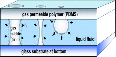 Graphical abstract: Analysis of pressure-driven air bubble elimination in a microfluidic device