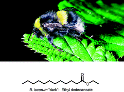 Graphical abstract: Chemical communication by behaviour-guiding olfactory signals