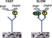 Graphical abstract: Detection of free prostate specific antigen (fPSA) on a nanoporous gold platform