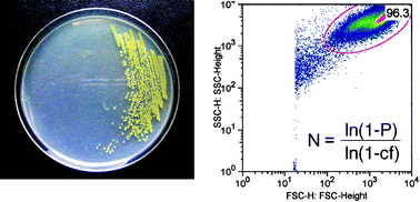 Graphical abstract: Estimating P-coverage of biosynthetic pathways in DNA libraries and screening by genetic selection: biotin biosynthesis in the marine microorganism chromohalobacter