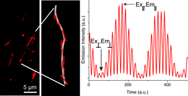 Graphical abstract: Decoration of amyloid fibrils with luminescent conjugated polymers