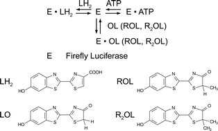 Graphical abstract: Interaction of firefly luciferase with substrates and their analogs: a study using fluorescence spectroscopy methods