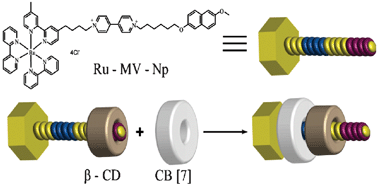 Graphical abstract: Selective binding of cucurbit[7]uril and β-cyclodextrin with a redox-active molecular triad Ru(bpy)3–MV2+–naphthol