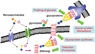 Graphical abstract: Chemical tools for functional studies of glycans